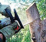 Best Tree Preservation Services  in New Hyde Park, NY