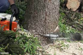 Best Tree Removal  in New Hyde Park, NY