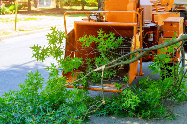 Best Tree Health Inspection  in New Hyde Park, NY