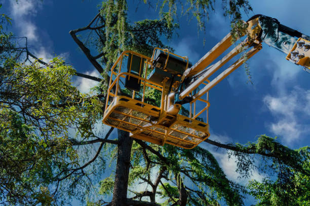 Best Root Management and Removal  in New Hyde Park, NY
