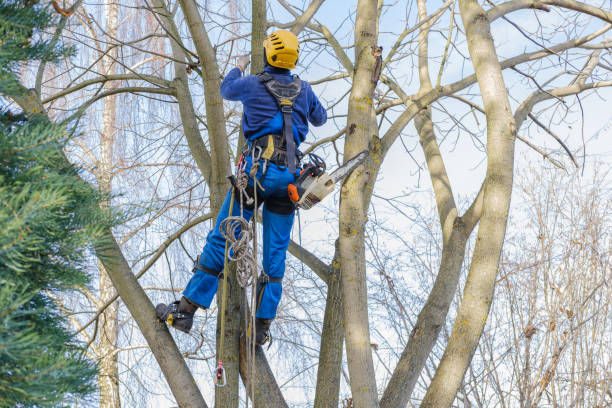 Best Arborist Consultation Services  in New Hyde Park, NY