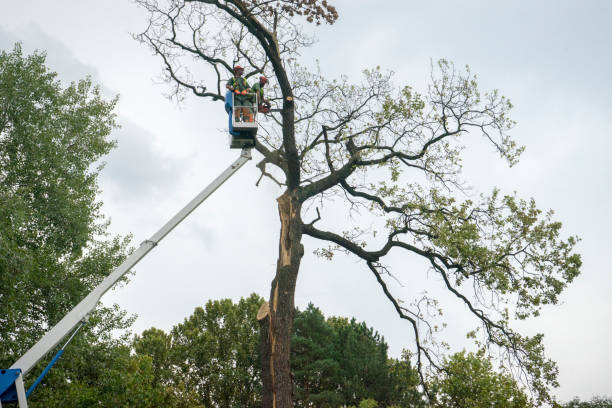 Best Aeration Services  in New Hyde Park, NY