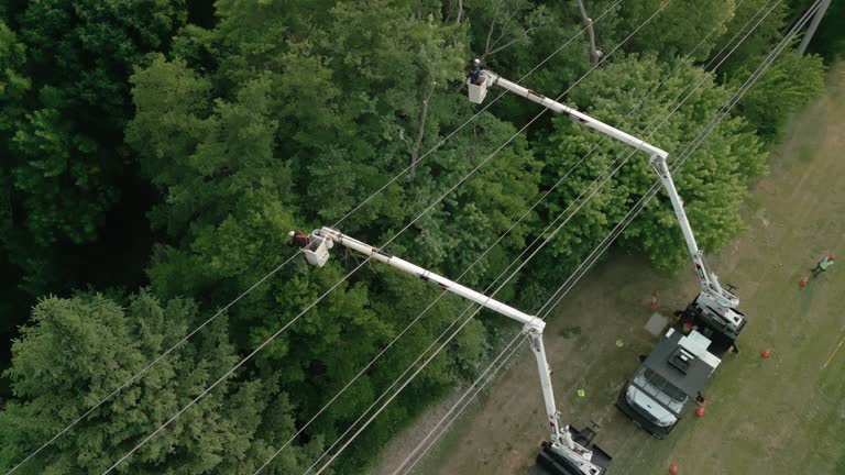 Best Fruit Tree Pruning  in New Hyde Park, NY