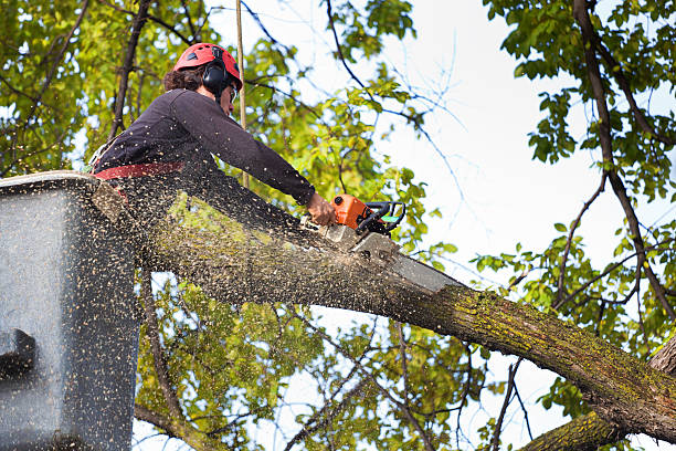 Best Stump Grinding and Removal  in New Hyde Park, NY