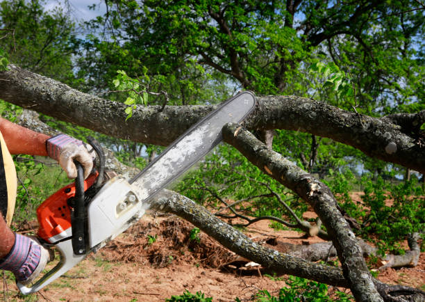 Best Utility Line Clearance  in New Hyde Park, NY